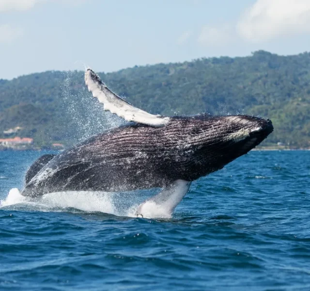 observacion de ballenas