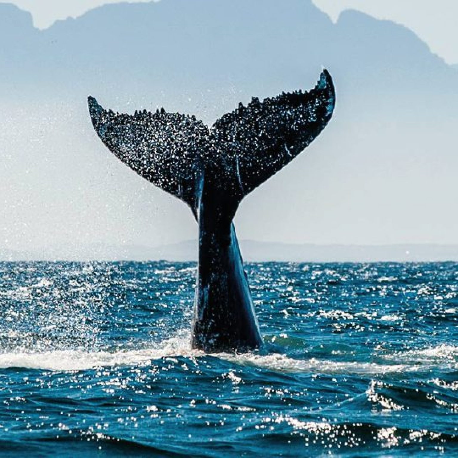 Bahía Solano Ballenas CP 2