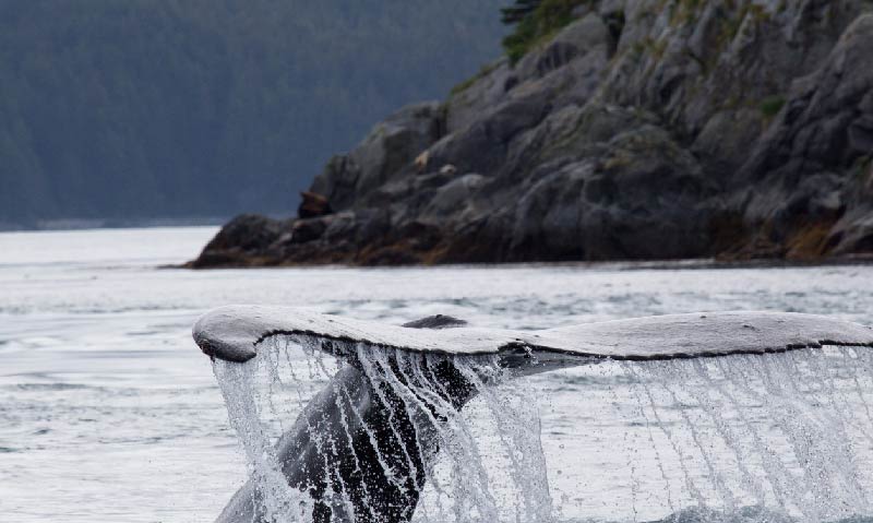Plan Ballenas LAC 1