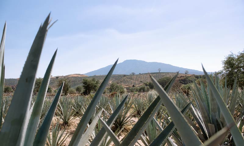 ruta del tequila LAC 2