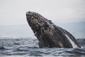 Bahía Solano Ballenas LAC 2
