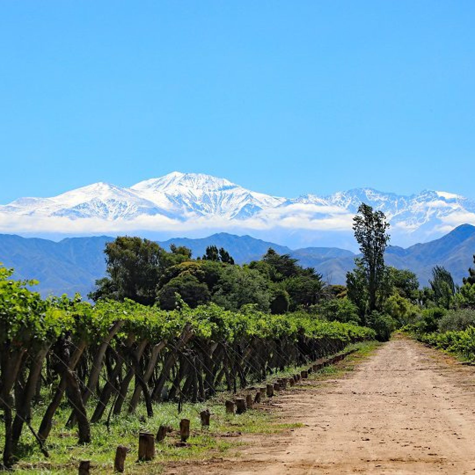 Los caminos del vino CP 1