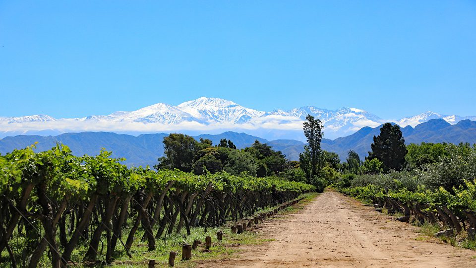 Los caminos del vino CP 1