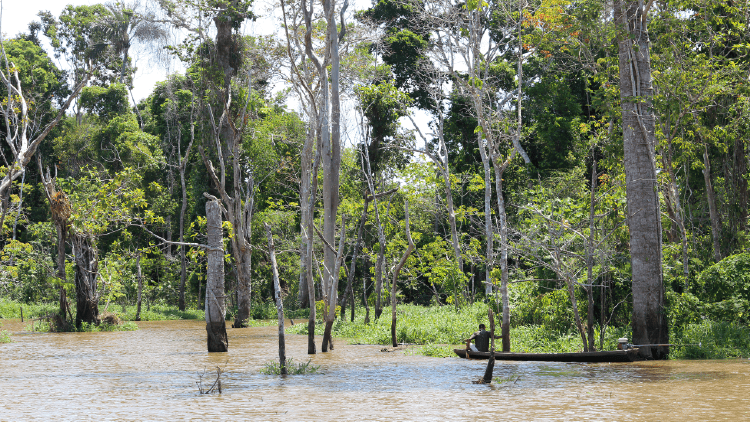 Amazonas CP 2