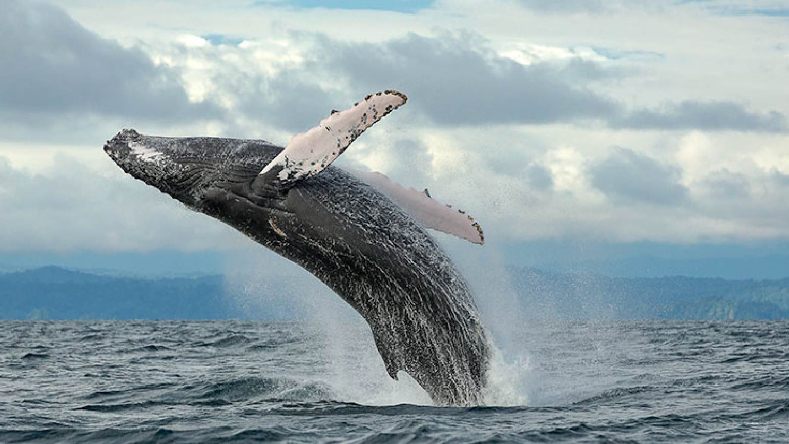 Plan Ballenas CP 2