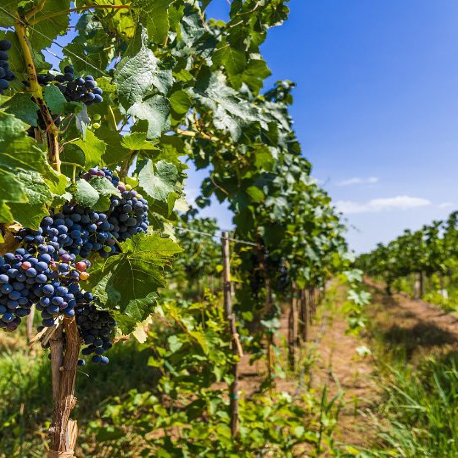 Los caminos del vino CP 3