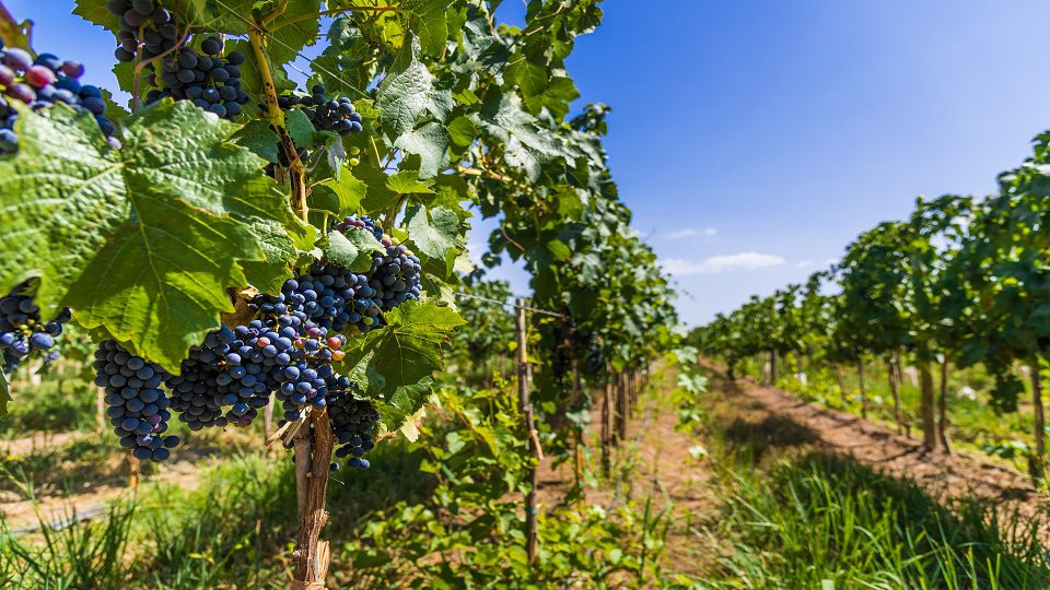 Los caminos del vino CP 3