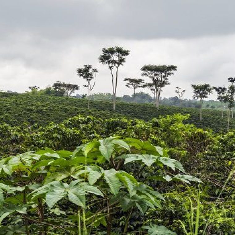 Lo Mejor Del Eje Cafetero CP 5