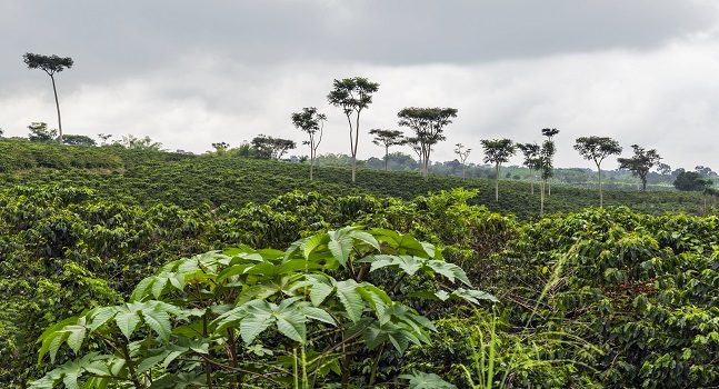 Lo Mejor Del Eje Cafetero CP 5