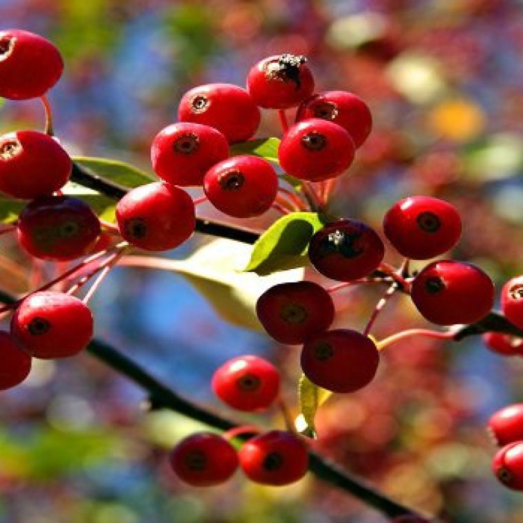 Lo Mejor Del Eje Cafetero CP 6