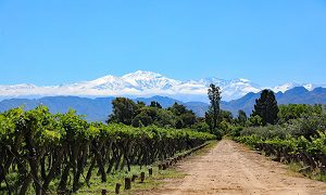 Los caminos del vino LAC 1