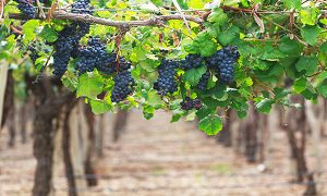 Los caminos del vino LAC 3