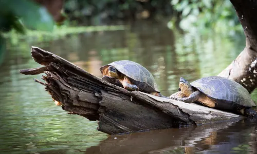 Circuito en Costa Rica: 5 días – Viajes Éxito