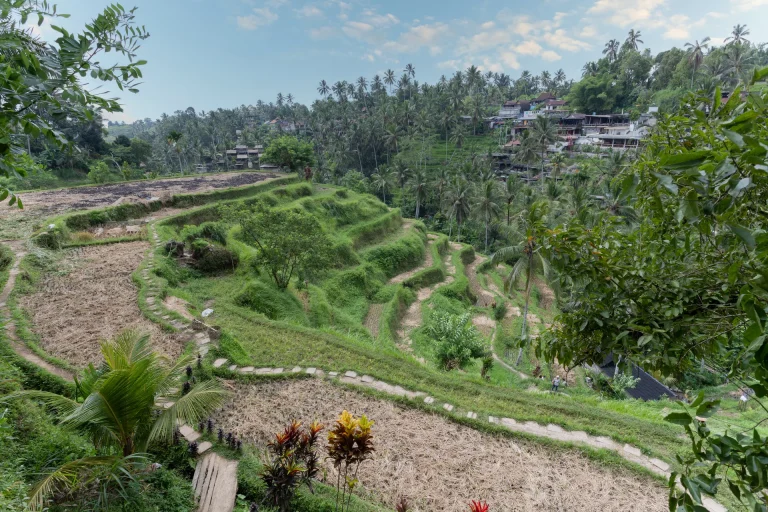 Terrazas de arroz entre palmeras en Bali, Indonesia