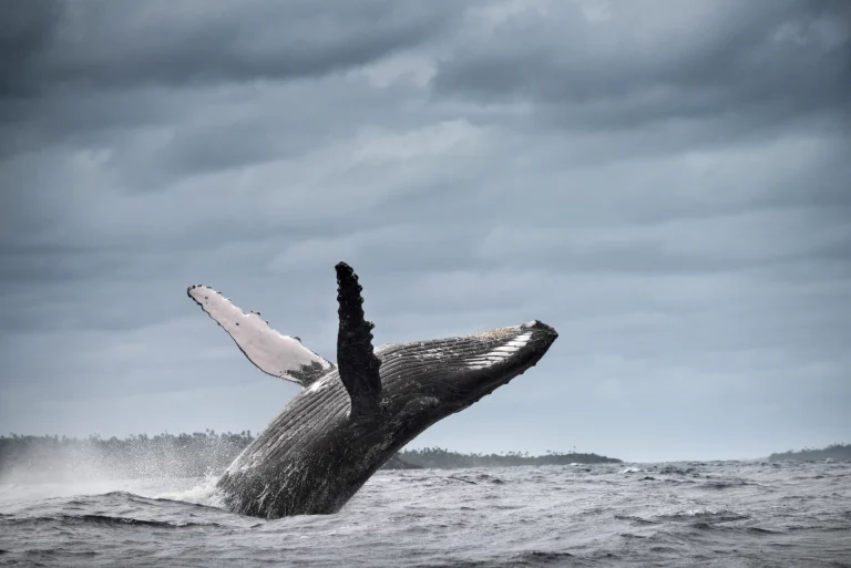 Ballena jorobada saltando frente a una costa selvática, como en el avistamiento de ballenas de Bahía Solano, Chocó, Colombia