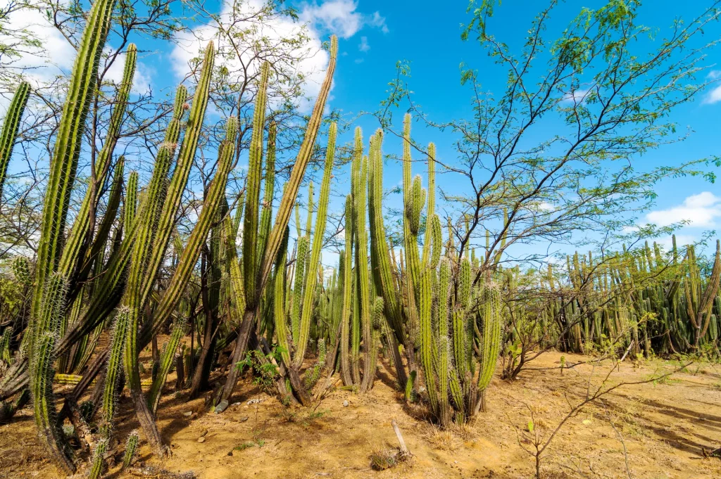 Cardonal de cactus columnares bajo cielo azul, paisaje semiárido típico del estado Lara, cerca de Barquisimeto, Venezuela