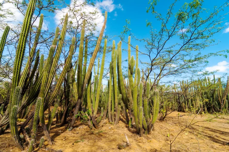 Cardonal de cactus columnares bajo cielo azul, paisaje semiárido típico del estado Lara, cerca de Barquisimeto, Venezuela