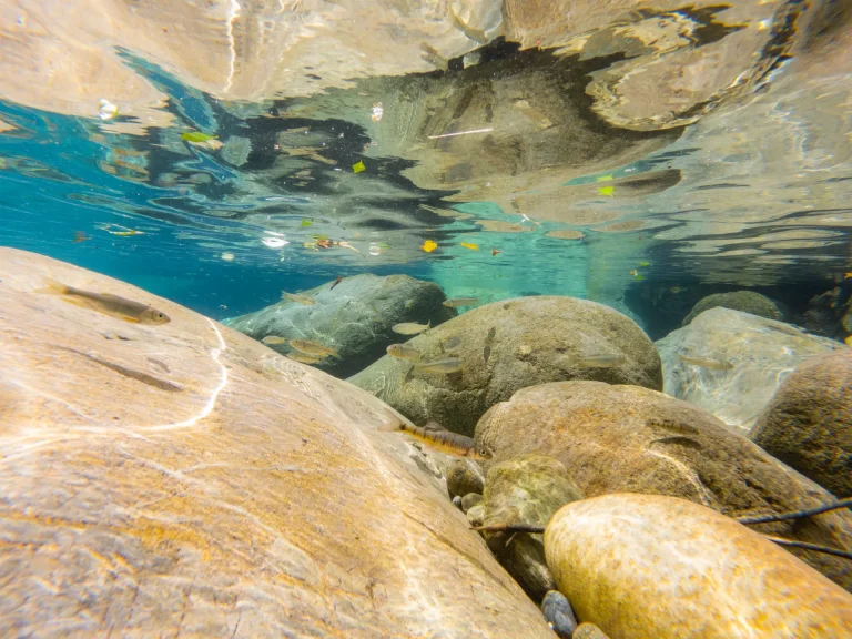 Peces en aguas cristalinas sobre rocas, como en los ríos de flotación de Bonito, Mato Grosso do Sul, Brasil