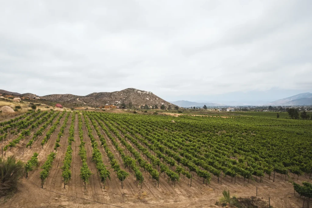 Viñedos del Valle de Guadalupe, la ruta del vino de Ensenada, Baja California, México