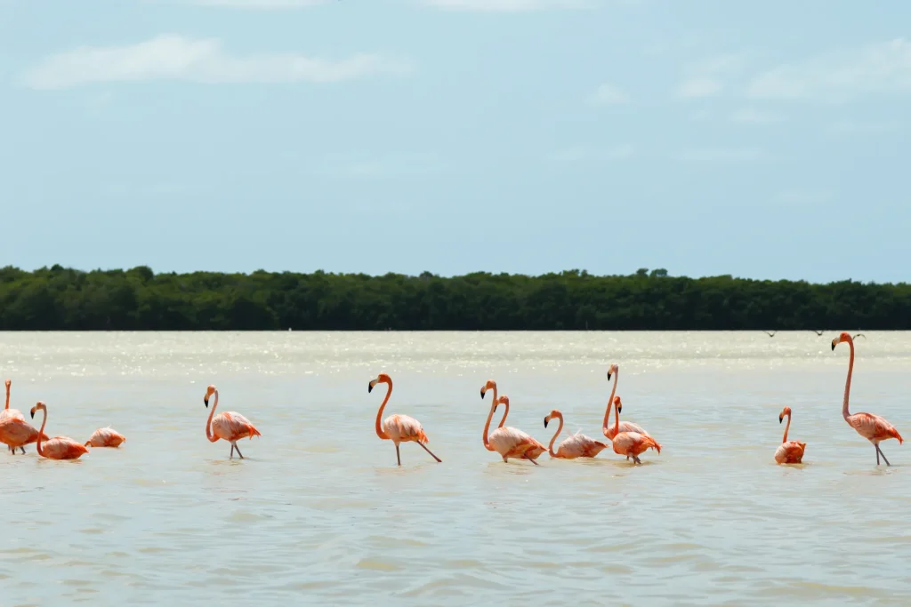 Flamencos rosados en aguas someras frente al manglar, como en la laguna de Holbox, península de Yucatán, México
