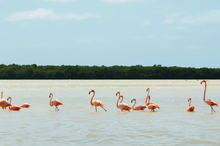 Flamencos rosados en aguas someras frente al manglar, como en la laguna de Holbox, península de Yucatán, México