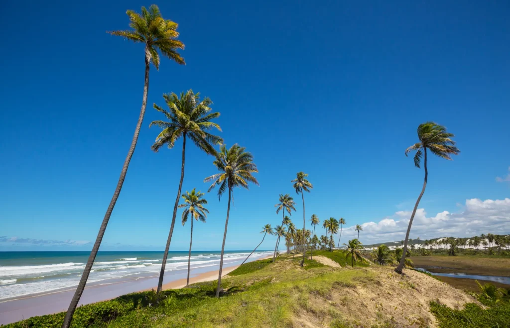 Cocoteros sobre la costa atlántica del noreste brasileño, paisaje típico del litoral de João Pessoa, Paraíba