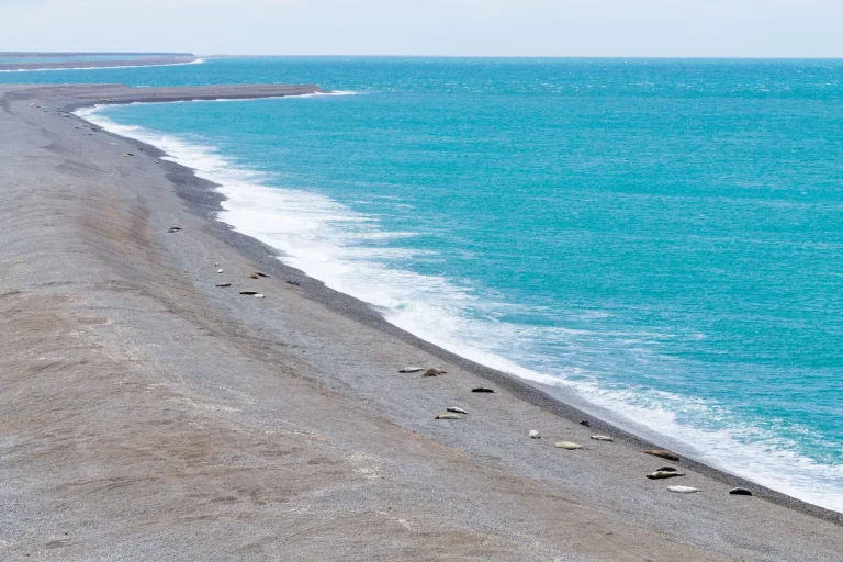 Elefantes marinos en la playa de Caleta Valdés con mar turquesa, Península Valdés, Argentina