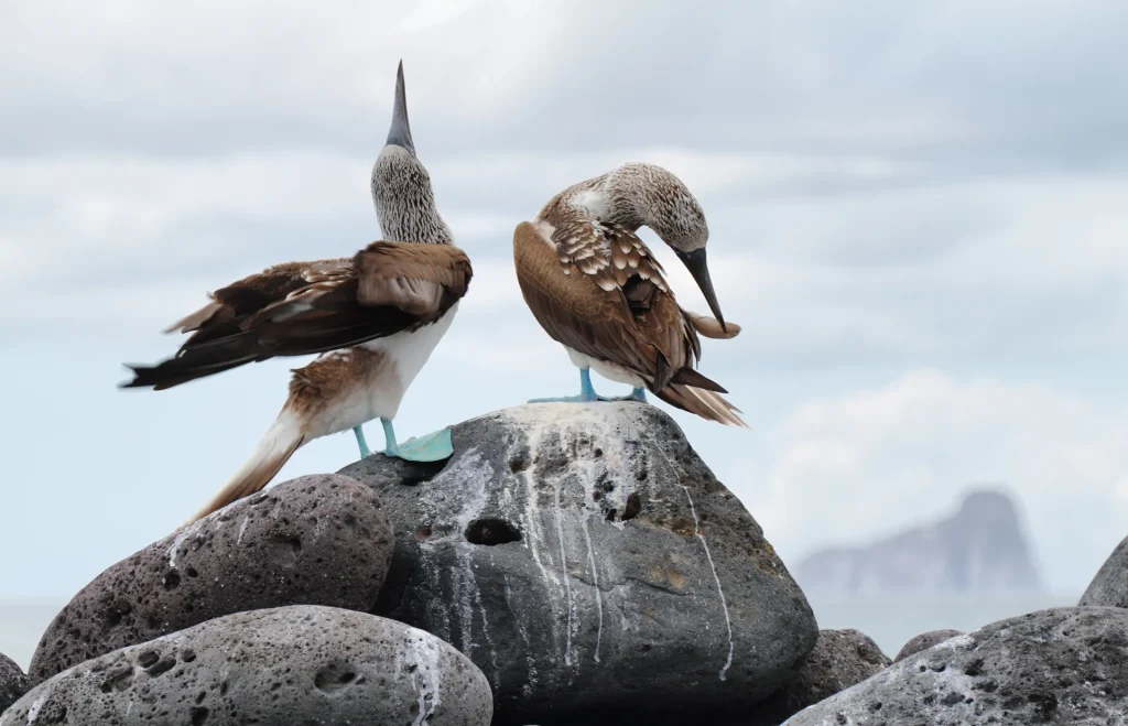 Pareja de piqueros de patas azules sobre rocas, fauna emblemática de la Isla de la Plata en la Ruta del Spondylus, Ecuador