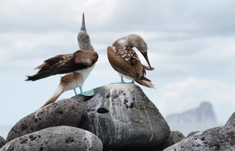 Pareja de piqueros de patas azules sobre rocas, fauna emblemática de la Isla de la Plata en la Ruta del Spondylus, Ecuador