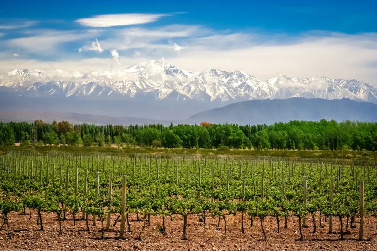 Viñedo con los Andes nevados al fondo en la Ruta del Vino de Mendoza, Argentina