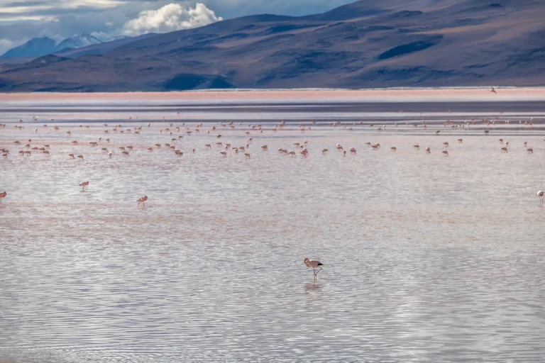 Flamencos en las aguas rojizas de la Laguna Colorada en el altiplano de Potosí, Bolivia