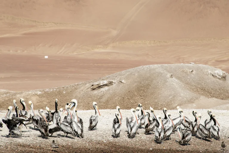 Pelícanos sobre las rocas de las Islas Ballestas, Paracas, Perú