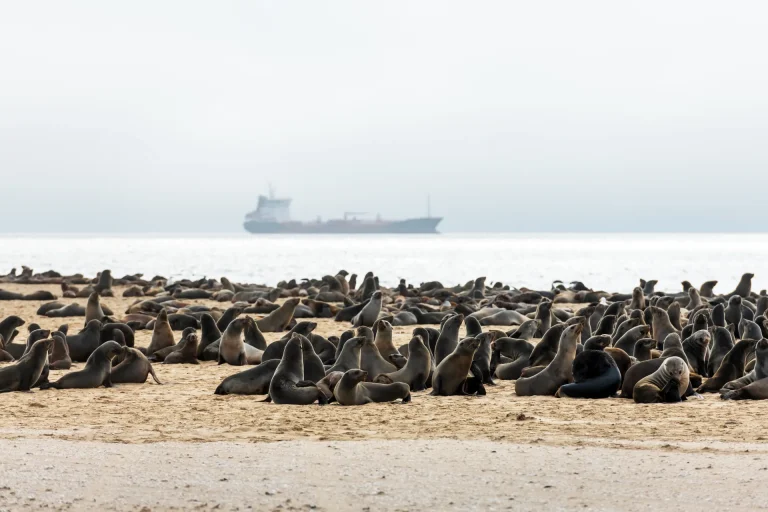 Colonia de lobos marinos descansando en una playa del Atlántico, imagen evocadora de Mar del Plata, Argentina