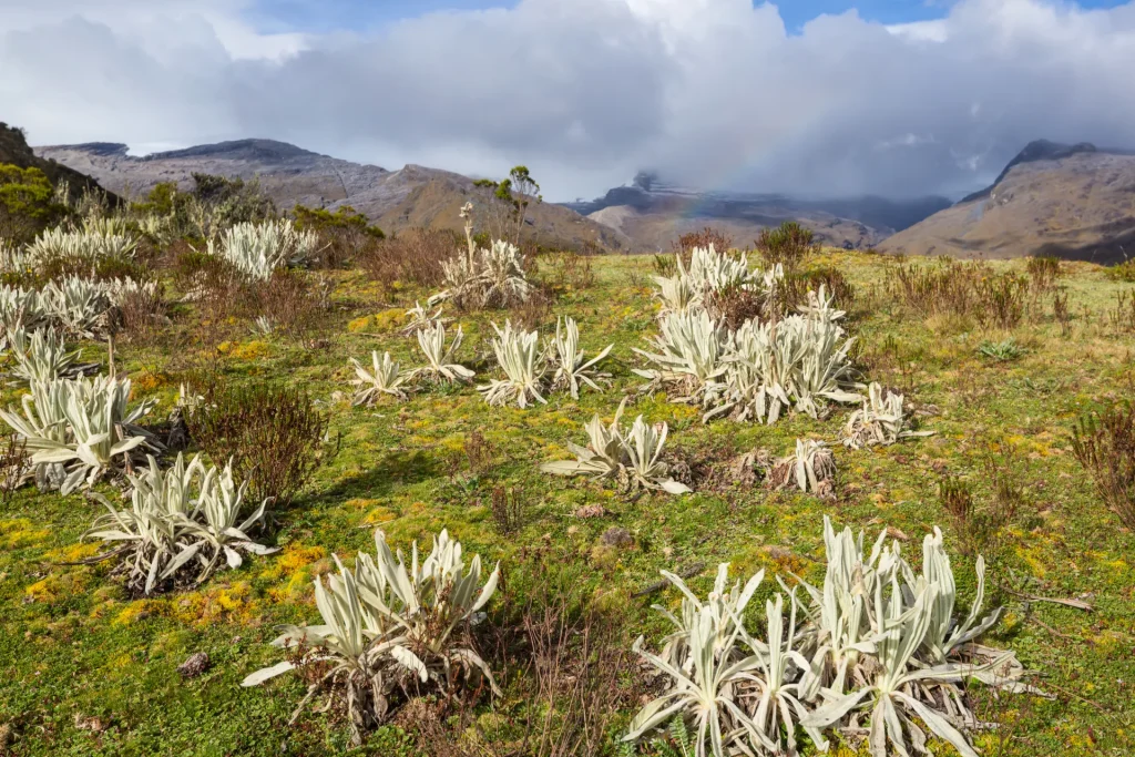 Páramo andino cubierto de frailejones bajo montañas, paisaje típico de la Sierra Nevada de Mérida, Venezuela