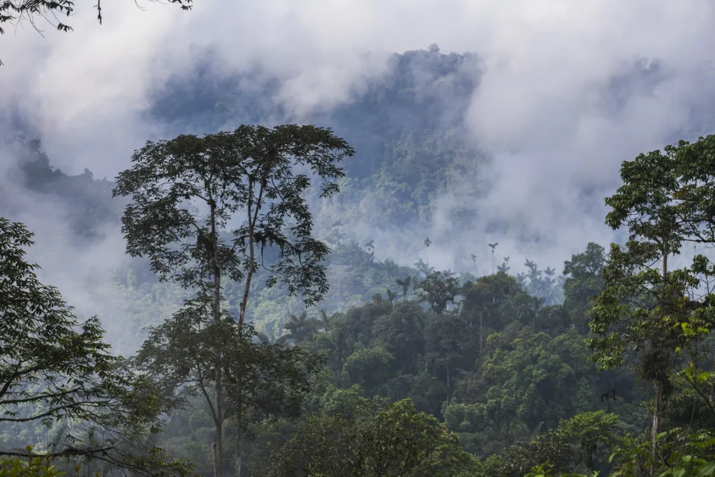 Bosque nuboso del Chocó Andino entre la niebla, en la región de Mindo, Pichincha, Ecuador
