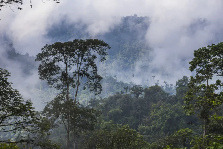 Bosque nuboso del Chocó Andino entre la niebla, en la región de Mindo, Pichincha, Ecuador