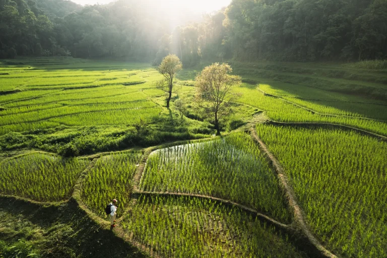 Arrozales verdes en el campo, paisaje rural típico del sur de Asia