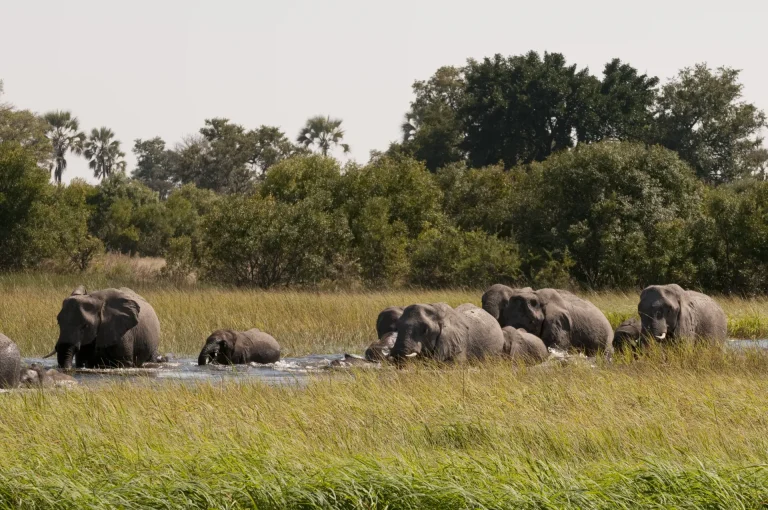 Elefantes africanos en el Delta del Okavango, Botsuana
