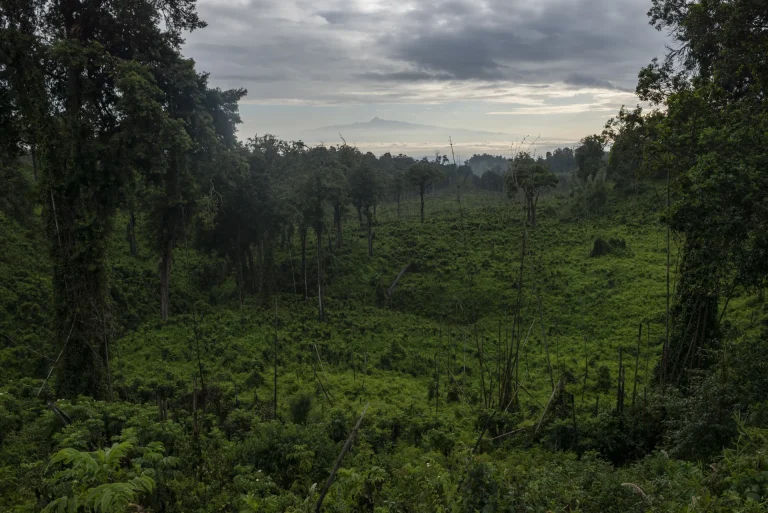 Bosque verde de montaña en las tierras altas de África oriental