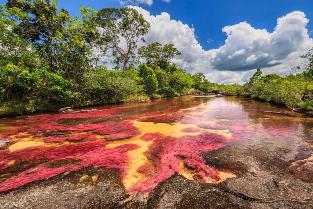 Caño Cristales, el río de los cinco colores, en La Macarena, Meta, Colombia