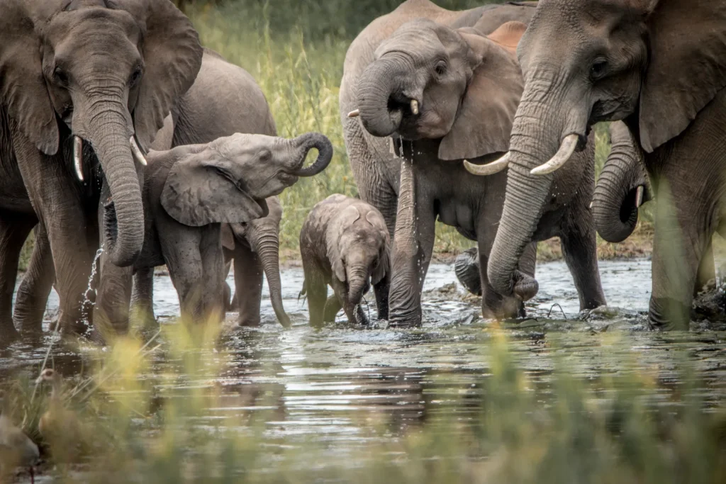 Manada de elefantes bebiendo en un río del sur de África