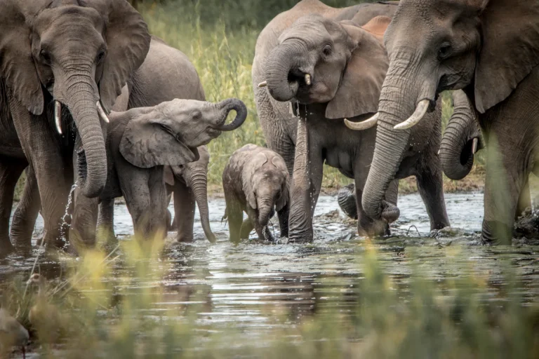 Manada de elefantes bebiendo en un río del sur de África