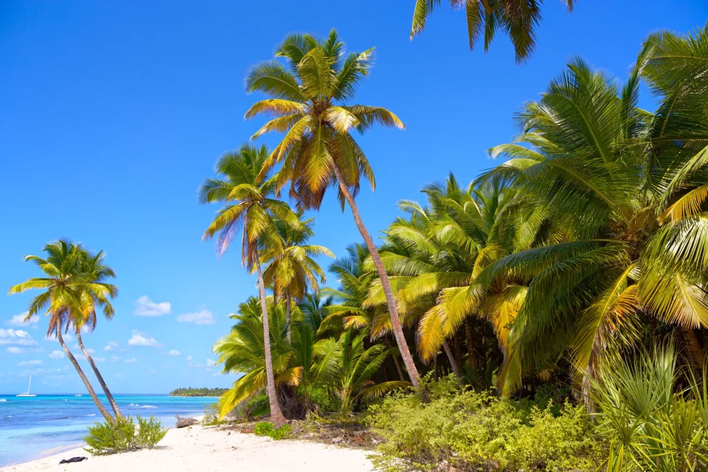 Playa caribeña de arena blanca con cocoteros