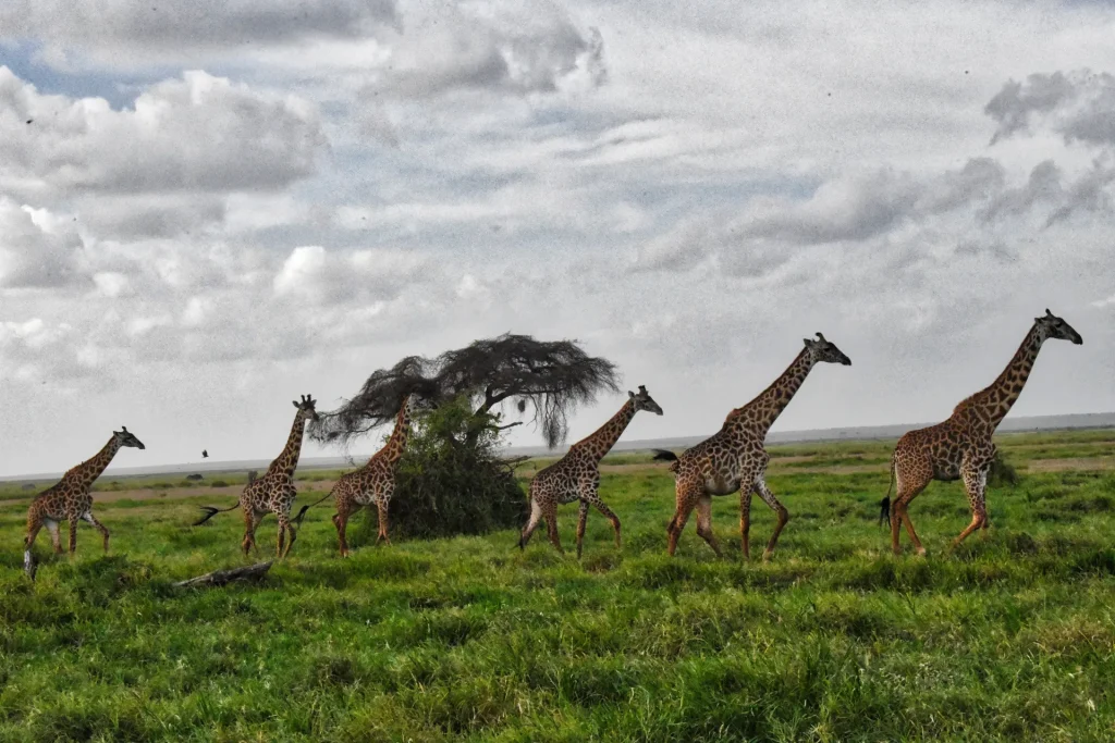 Jirafas cruzando la sabana con una acacia, Kenia