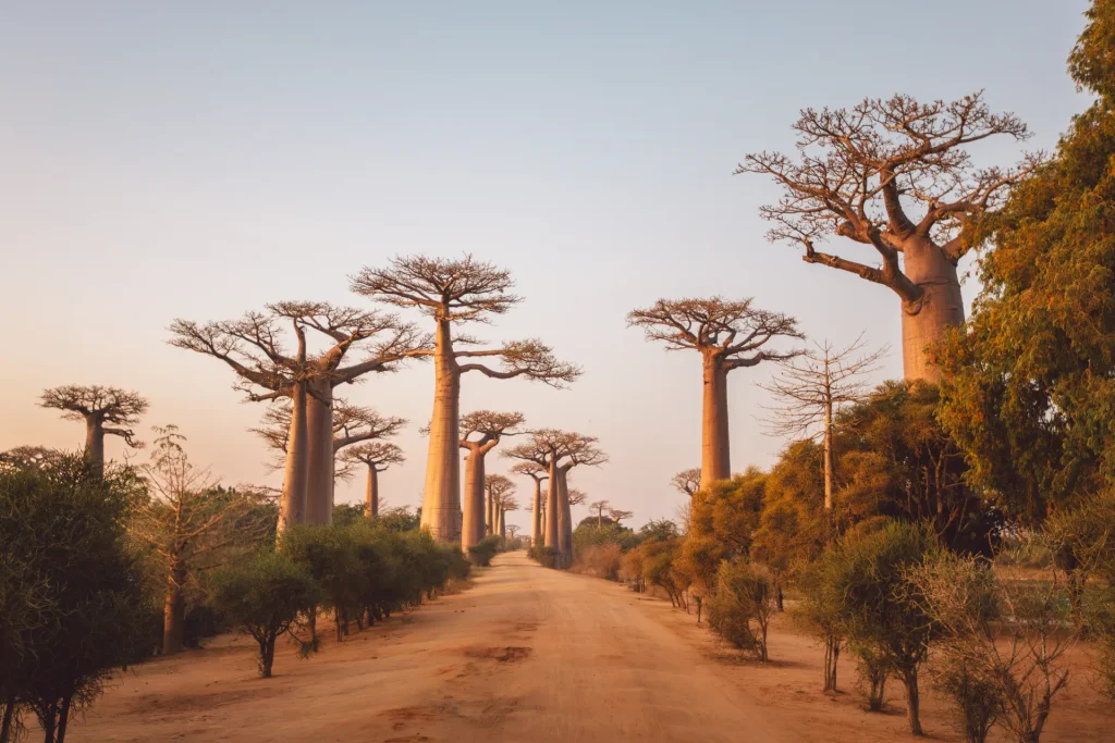 Avenida de los Baobabs cerca de Morondava, Madagascar