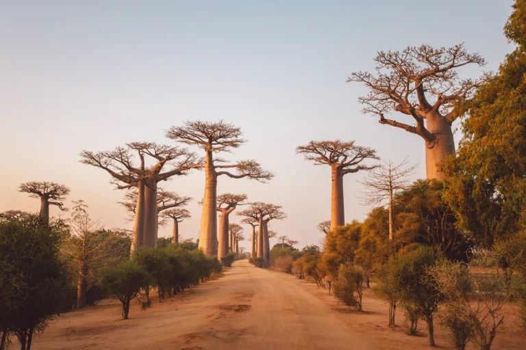 Avenida de los Baobabs cerca de Morondava, Madagascar