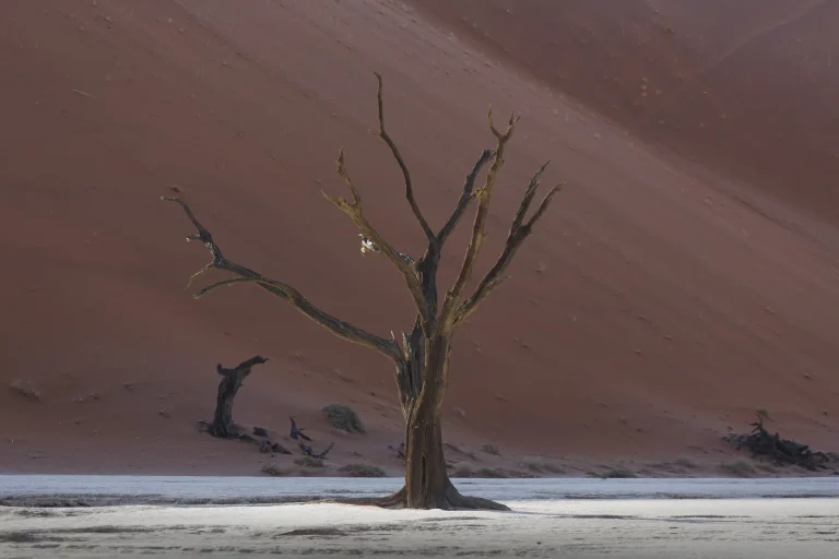 Árbol seco frente a una duna roja en Deadvlei, Sossusvlei, Namibia