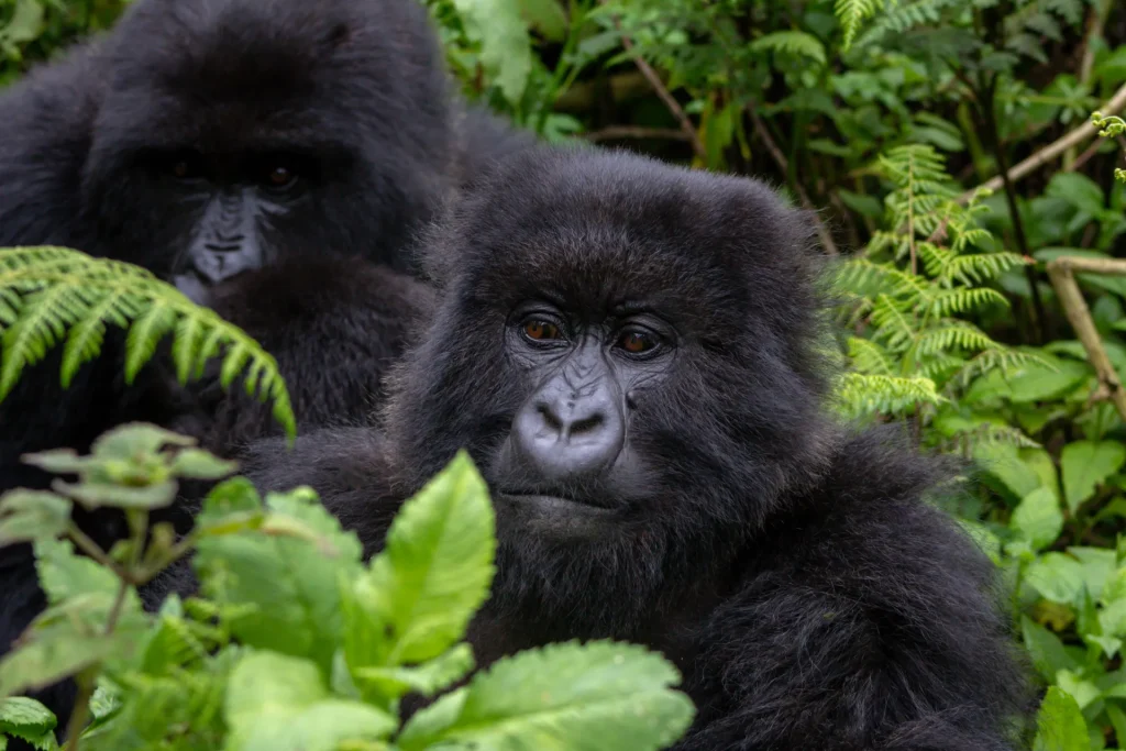 Grupo de gorilas de montaña en la selva de Ruanda