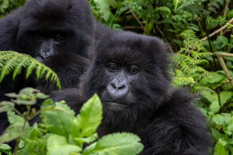 Grupo de gorilas de montaña en la selva de Ruanda