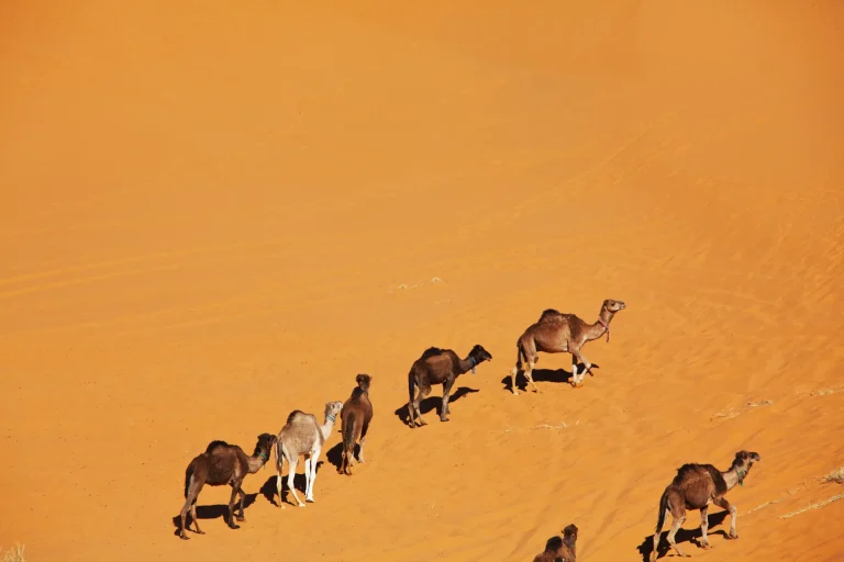 Caravana de dromedarios cruzando la arena del desierto del Sahara